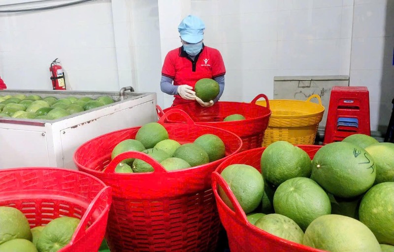 Xuất khẩu lập đỉnh tạo dư địa tăng trưởng mới