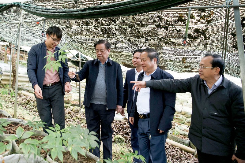 Phó Chủ tịch Quốc Hội Lê Minh Hoan thăm mô hình trồng sâm tại xã Tả Lèng