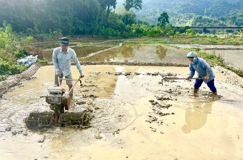 Chủ động sản xuất vụ lúa đông xuân