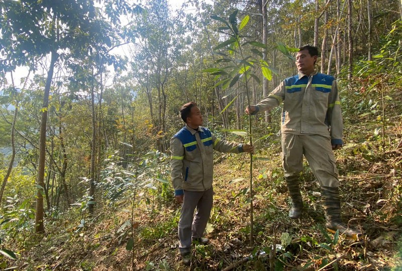 Trồng rừng - Tạo sinh kế cho người dân