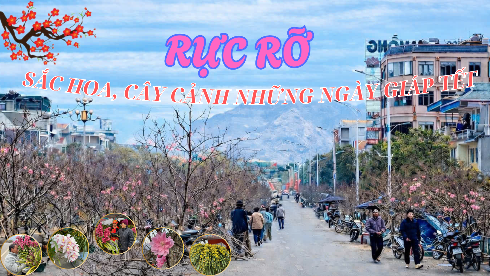 Rực rỡ sắc hoa, cây cảnh những ngày giáp tết