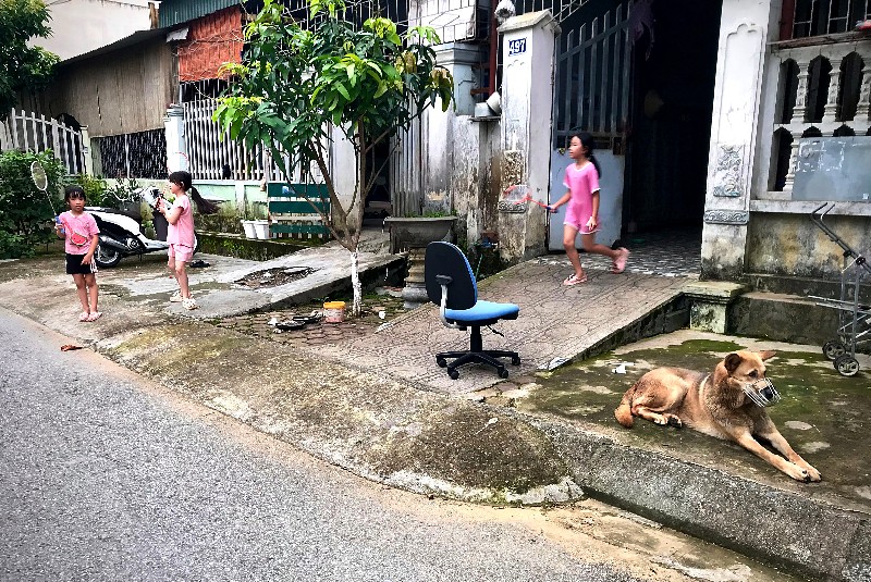 Chủ động phòng, chống bệnh dại từ chó, mèo