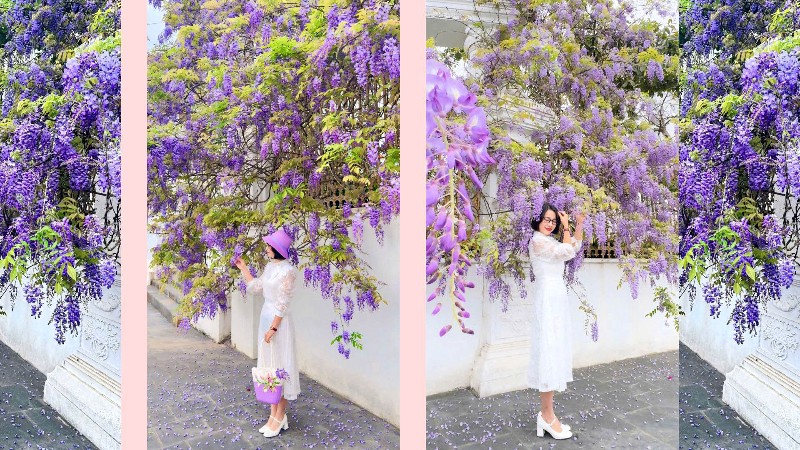 Lai Châu rực rỡ mùa hoa