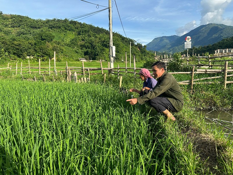 Nông dân Nậm Hàng chăm sóc lúa đông