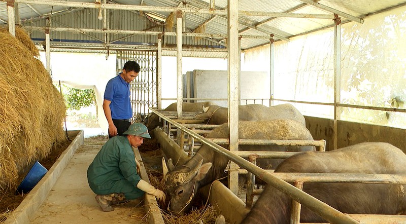 Tái đàn gia súc sau tết Nguyên đán
