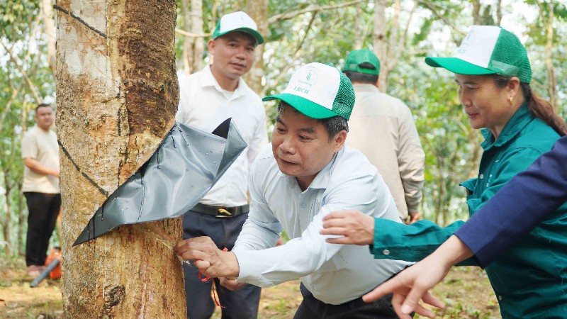 Lễ ra quân thu hoạch mủ cao su năm 2026