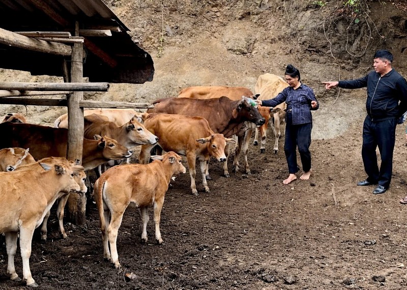 Phát triển chăn nuôi đại gia súc tập trung