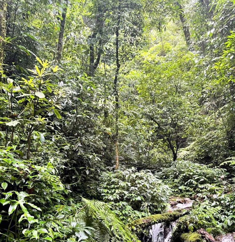 Phòng ngừa “giặc lửa”, bảo vệ rừng