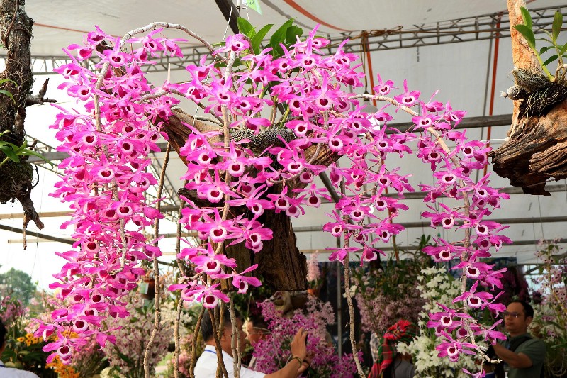 Hương sắc hoa lan