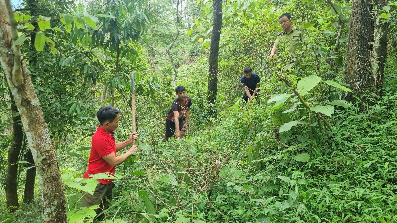 Quyết tâm bảo vệ rừng