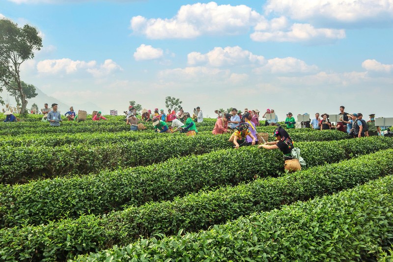 Phát triển sản xuất nông nghiệp hàng hóa, dược liệu theo hướng kinh tế xanh