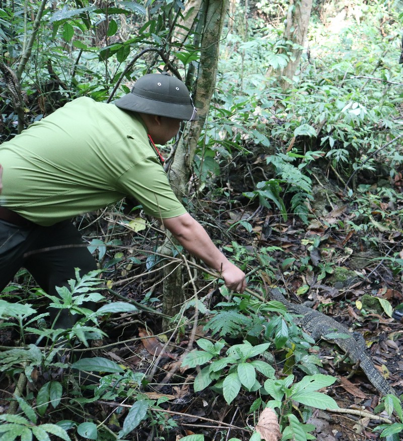 Thả cá thể kỳ đà hoa về môi trường tự nhiên