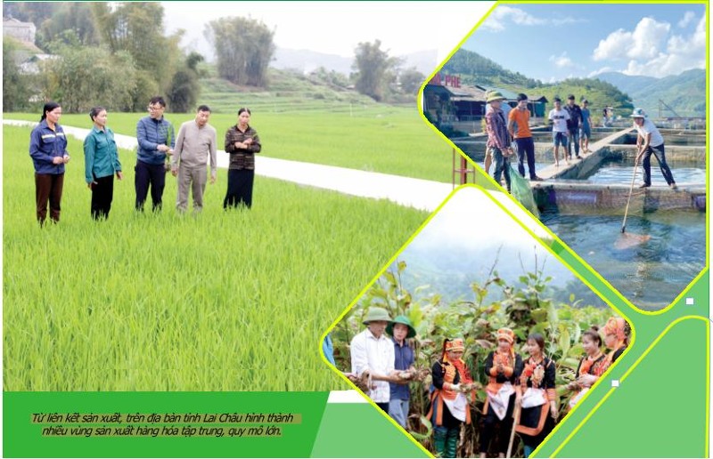 Liên kết sản xuất phát triển nông nghiệp bền vững