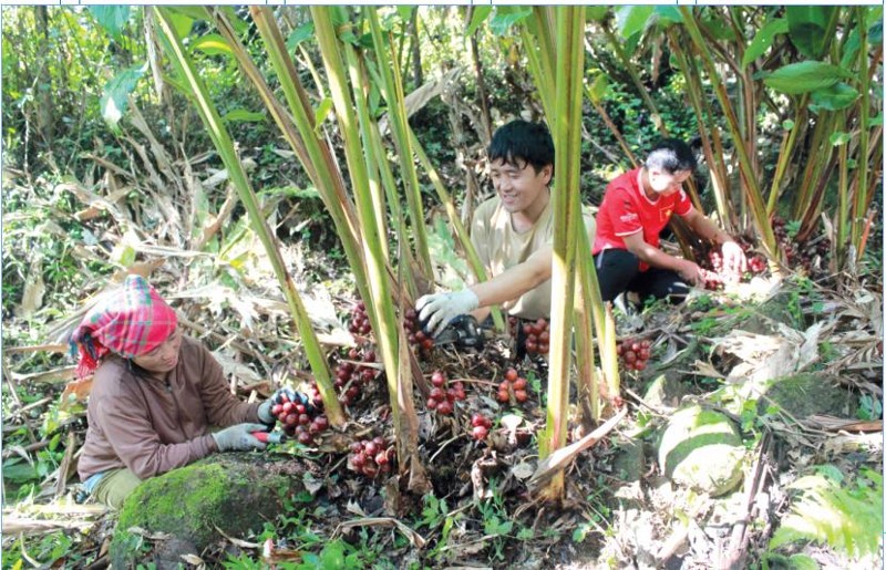 Phát triển kinh tế dưới tán rừng