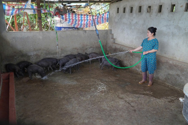 Kỳ 1: Khó chủ động con giống