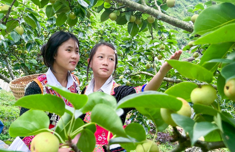 LAI CHÂU NGỌT MÙA LÊ