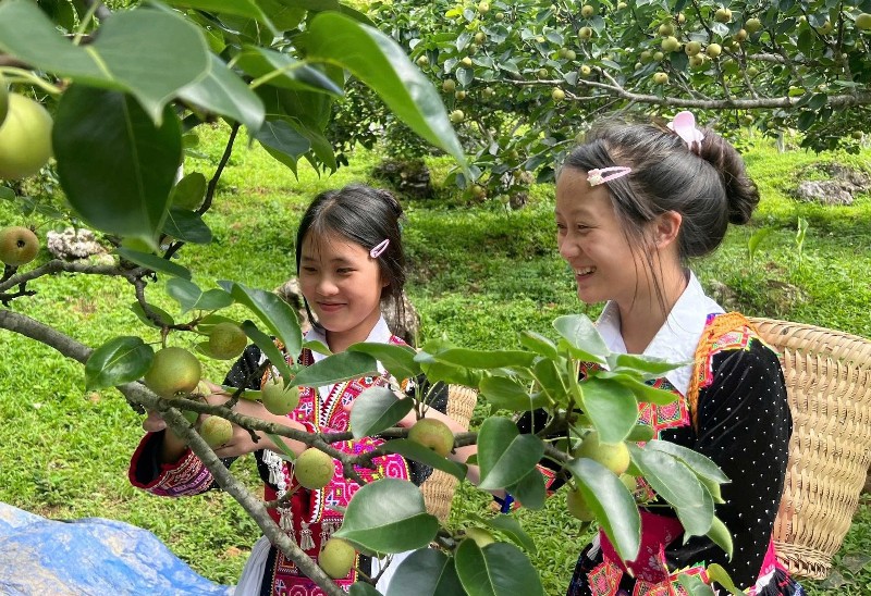 LAI CHÂU NGỌT MÙA LÊ