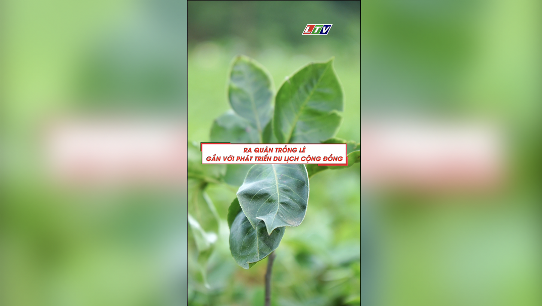 RA QUÂN TRỒNG CÂY LÊ GẮN VỚI PHÁT TRIỂN DU LỊCH CỘNG ĐỒNG