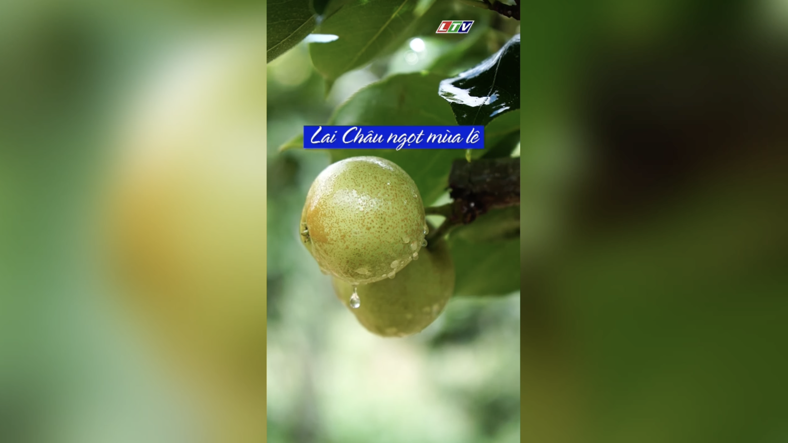 LAI CHÂU NGỌT MÙA LÊ