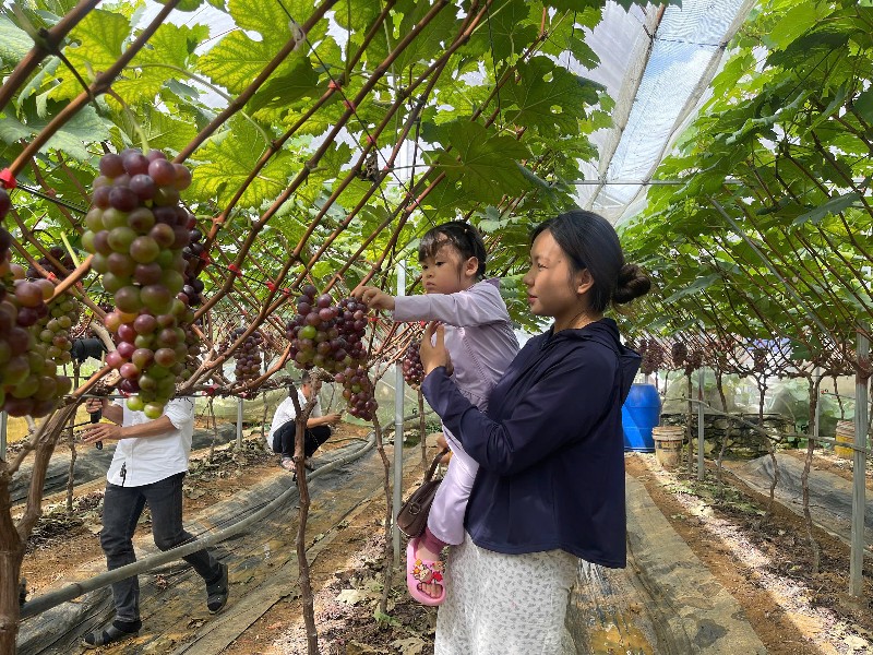 TRẢI NGHIỆM VƯỜN NHO MÙA QUẢ NGỌT