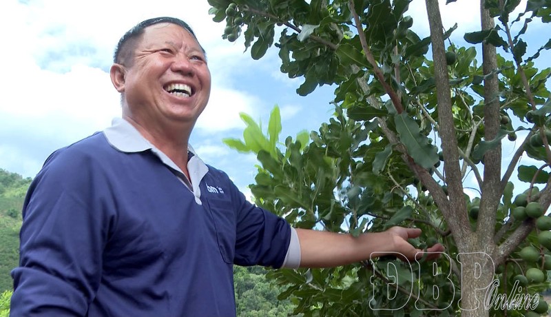 Phát triển mắc ca cần giải pháp đồng bộ