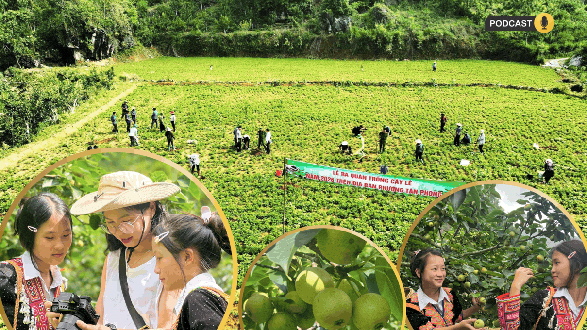 VỊ NGỌT MÙA LÊ