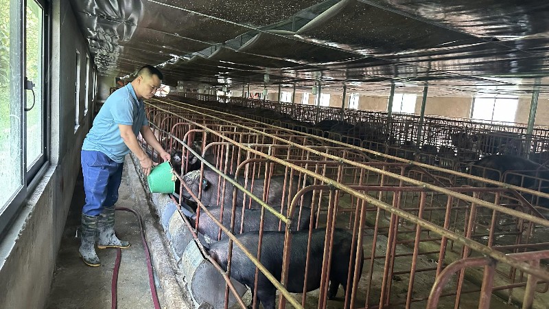 Tạo sinh kế từ giống lợn đen bản địa
