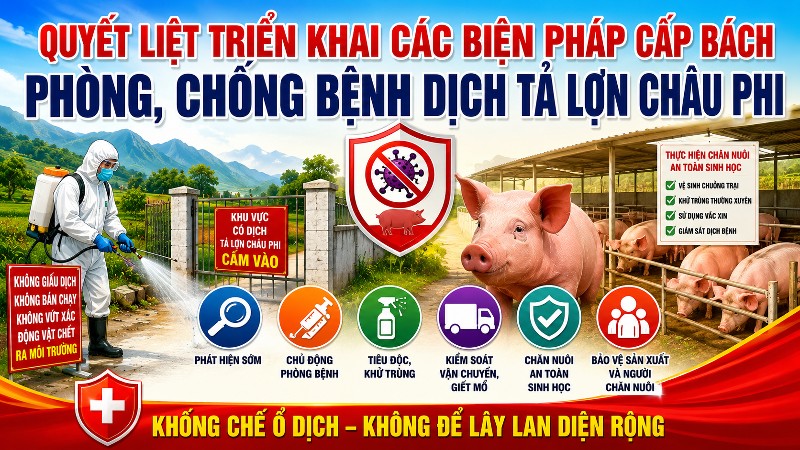 Quyết liệt triển khai các biện pháp cấp bách phòng, chống bệnh Dịch tả lợn Châu Phi