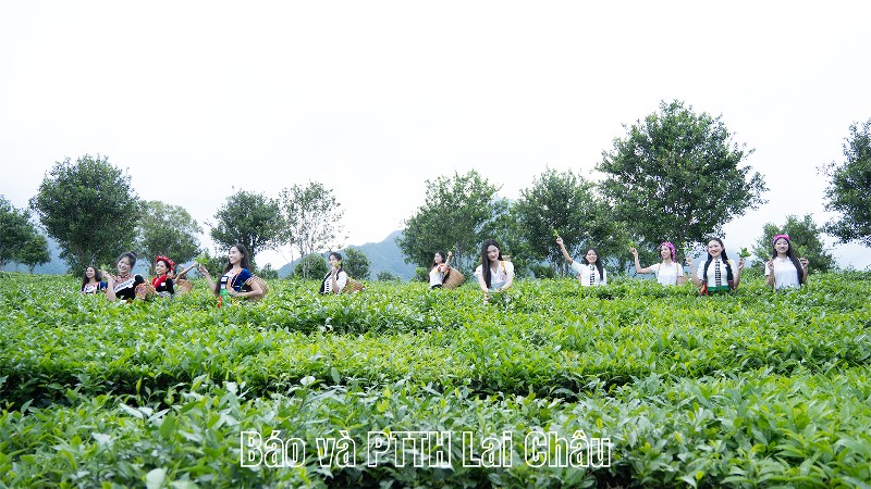 Thí sinh tham dự Cuộc thi Hoa hậu Việt Nam năm 2026 trải nghiệm đồi chè Tân Uyên