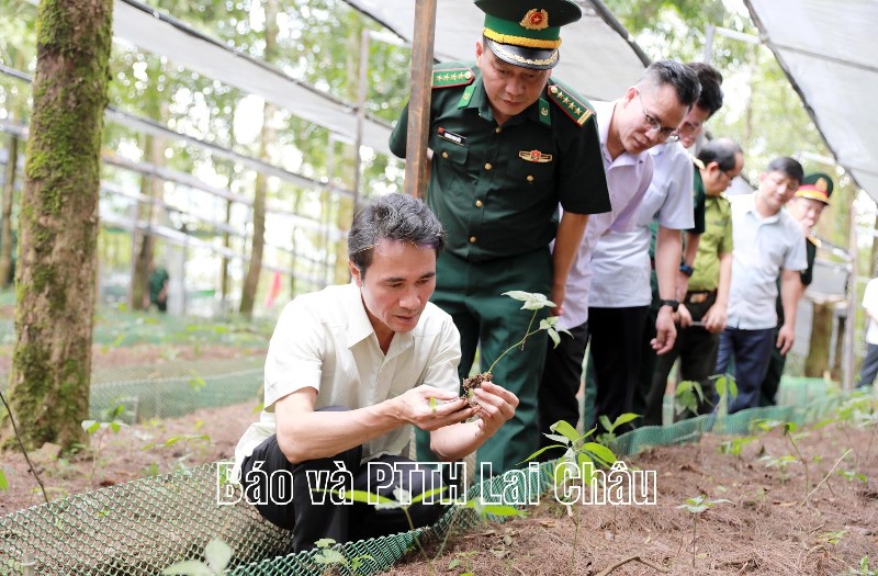 Thượng tôn pháp luật, bảo vệ giá trị sâm Lai Châu – nhìn nhận đúng để giữ vững thương hiệu quốc gia