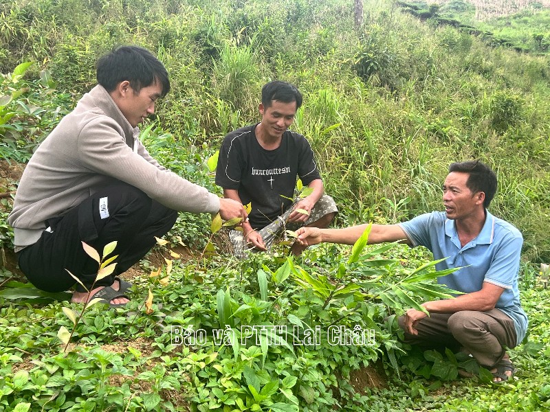 Mua chè giống qua mạng – bài học cảnh giác ở Chí Sáng