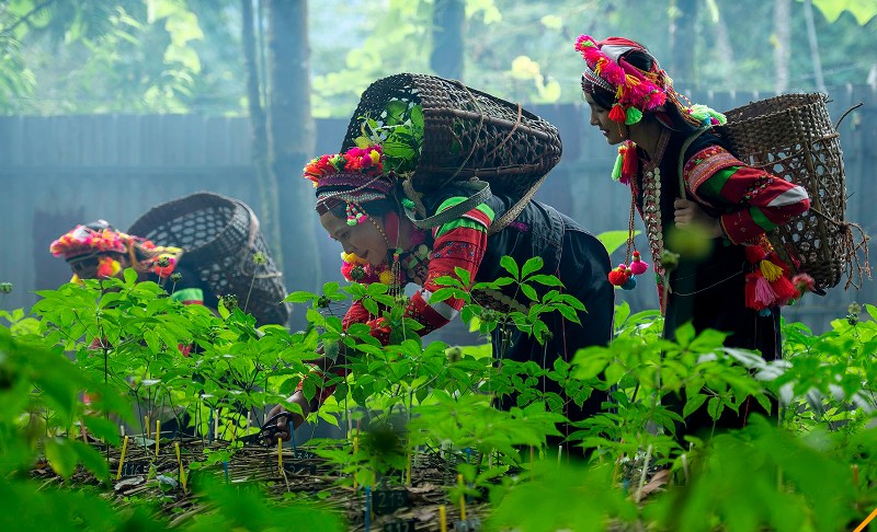 Chung sức phát triển vùng sâm Lai Châu