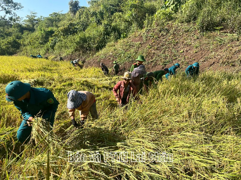 Lực lượng vũ trang chung tay gặt lúa giúp hộ nghèo tại xã Nậm Mạ