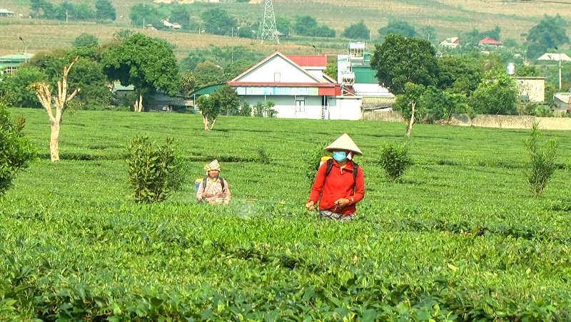Chủ động phòng, chống sâu bệnh hại trong sản xuất nông nghiệp