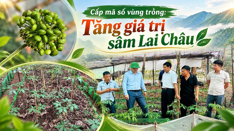 Cấp mã số vùng trồng: Tăng giá trị sâm Lai Châu 