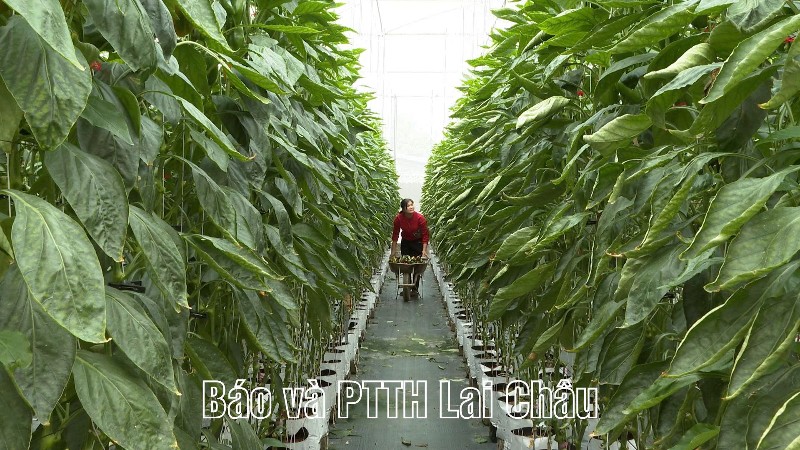 Người nông dân làm quen với dữ liệu 