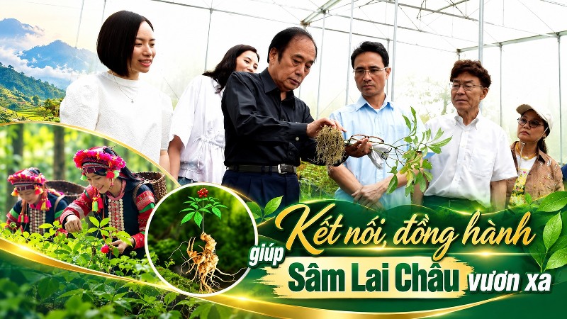 Kết nối, đồng hành giúp Sâm Lai Châu vươn xa