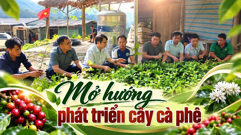 Mở hướng phát triển cây cà phê