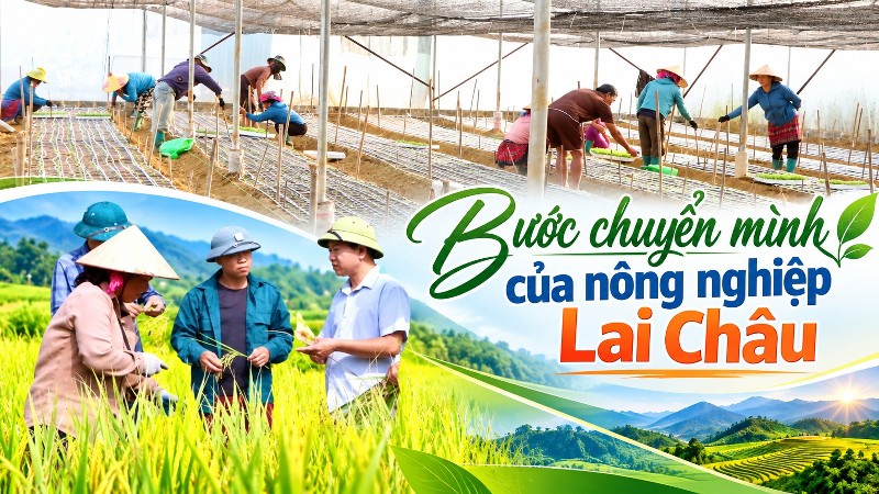 Bước chuyển mình của nông nghiệp Lai Châu 