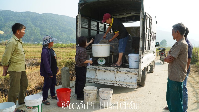 Hỗ trợ cá chim giống cho người dân xã Phong Thổ