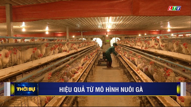 HIỆU QUẢ TỪ MÔ HÌNH NUÔI GÀ
