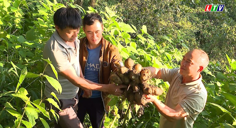 Cây khoai sâm: Hướng phát triển mới cho nông nghiệp vùng cao