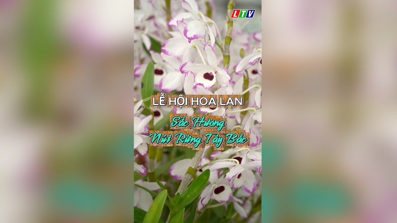 Lễ hội Hoa Lan – Sắc hương núi rừng Tây Bắc