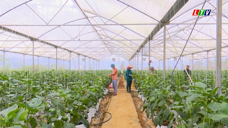 KINH TẾ TẬP THỂ KHẲNG ĐỊNH VAI TRÒ TRONG GIAI ĐOẠN MỚI