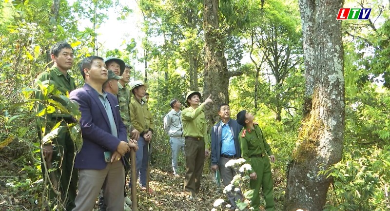 Hạt Kiểm lâm Sìn Hồ nỗ lực bảo vệ rừng