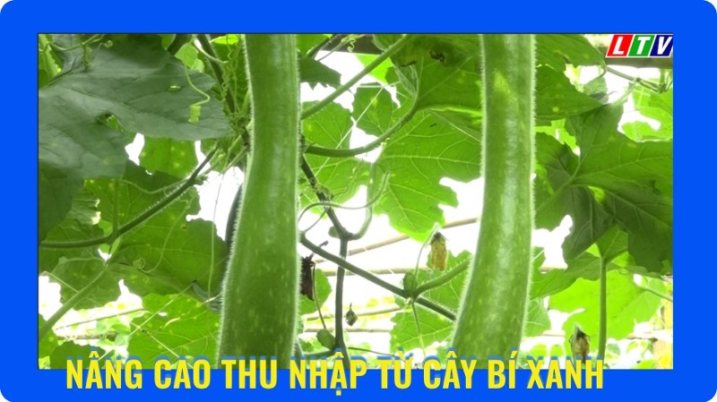 Nâng cao thu nhập từ cây bí xanh