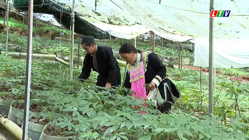 Sâm Lai Châu - Tinh hoa đại ngàn Tây Bắc