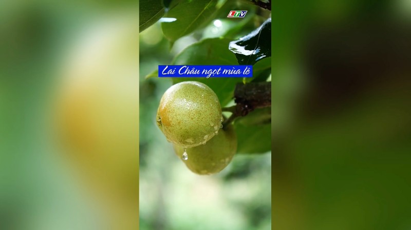 LAI CHÂU NGỌT MÙA LÊ