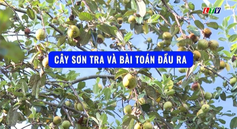 Cây sơn tra và bài toán đầu ra