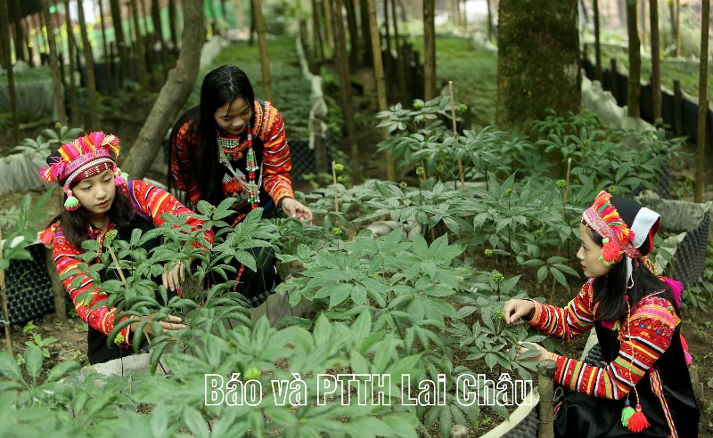    Sâm Lai Châu - Tiềm năng và cơ hội